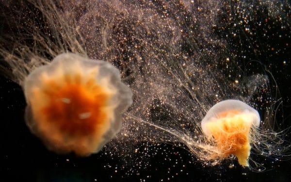 Jellies in Aquarium of the Pacific. Photo by Susan Lanier-Graham