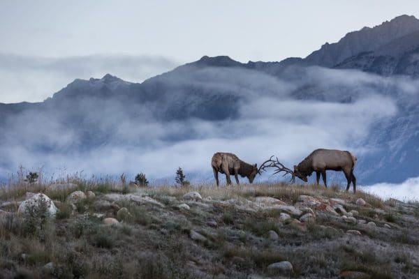 Majestic elk as seen on Journey through the Clouds. Photo courtesy Rocky Mountaineer.