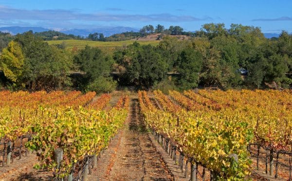 wine country gifts