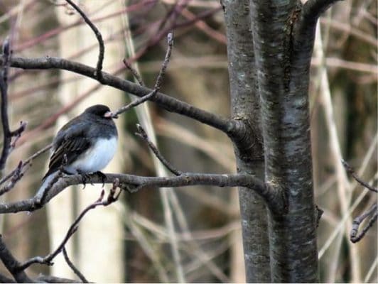 Snowbird in Texas