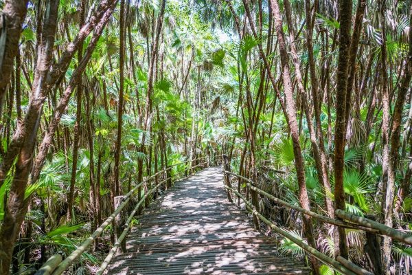 Enjoy the peacefulness of the jungle when you visit Belize