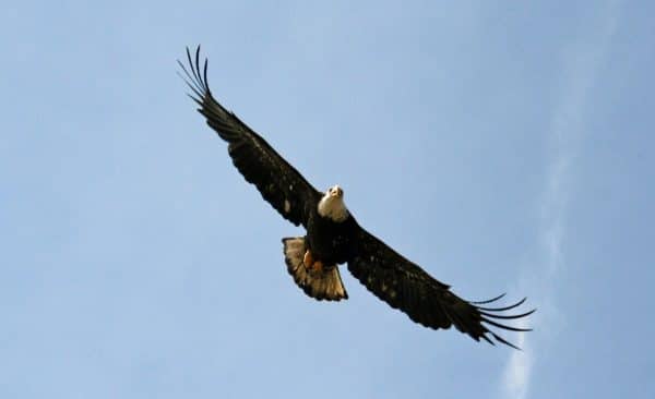 eagleheader