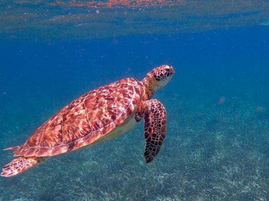 Spot a sea turtle and other ocean live while snorkeling when you visit Belize