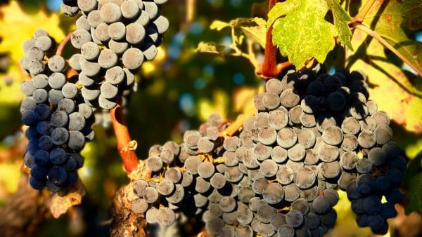 Vincent Arroyo Winery