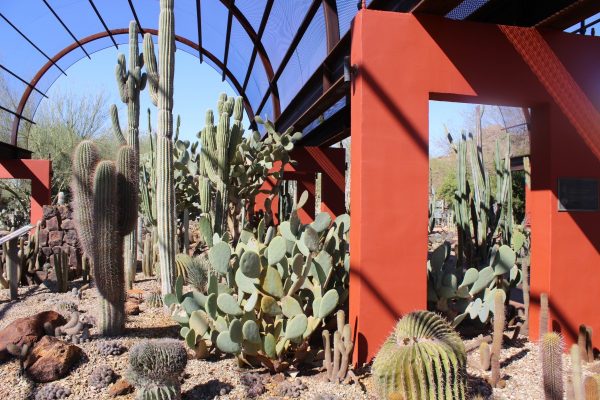Desert Botanical Garden