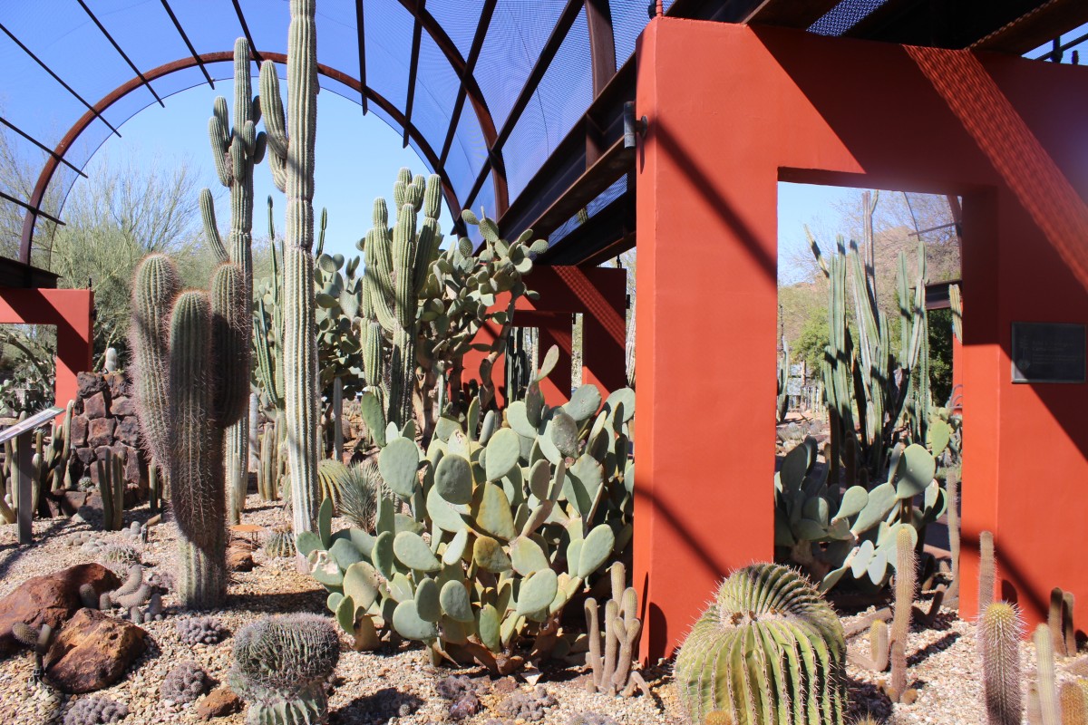 Wandering The Phoenix Desert Botanical Garden