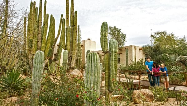 Wandering The Phoenix Desert Botanical Garden