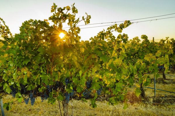 The Walla Walla Valley AVA was established in 1984. Photo courtesy Walla Walla Valley Wine Alliance