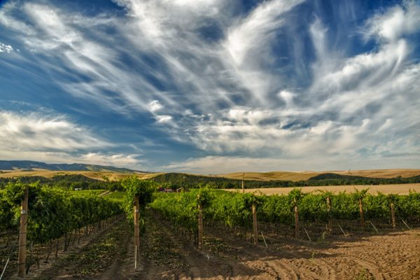 Explore the Walla Walla Valley with custom itineraries from the Walla Walla Valley Wine Alliance.