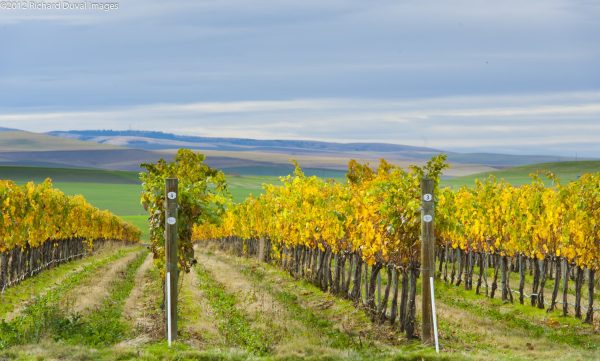 Walla Walla Valley vineyards. Photo courtesy Walla Walla Valley Wine Alliance