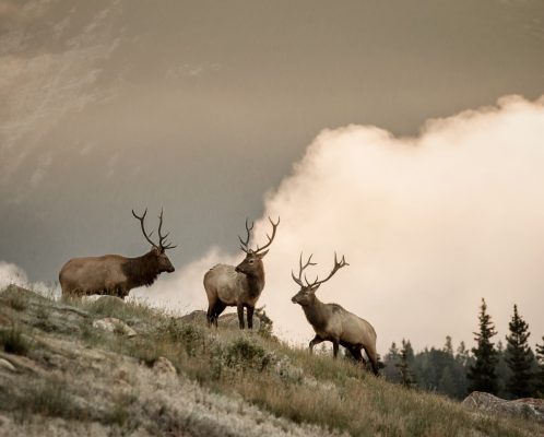 questions about Rocky Mountaineer