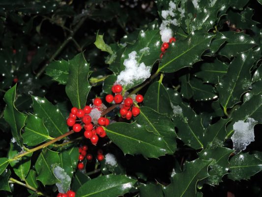 Christmas traditions