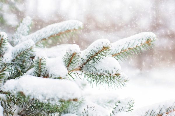 Christmas traditions