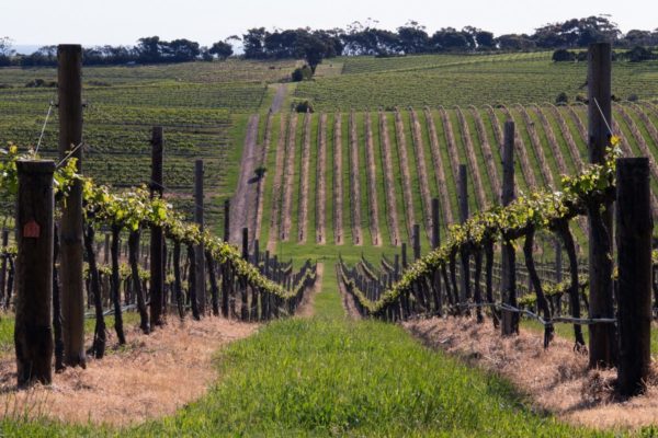 Australia wine