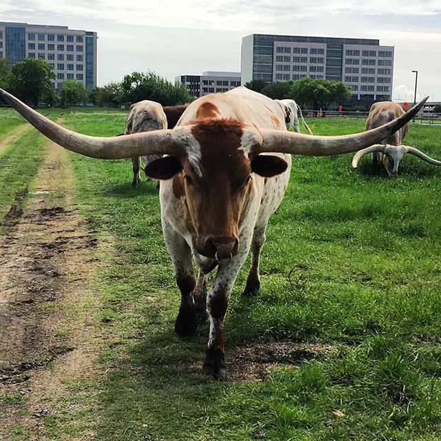 Visit Plano Texas