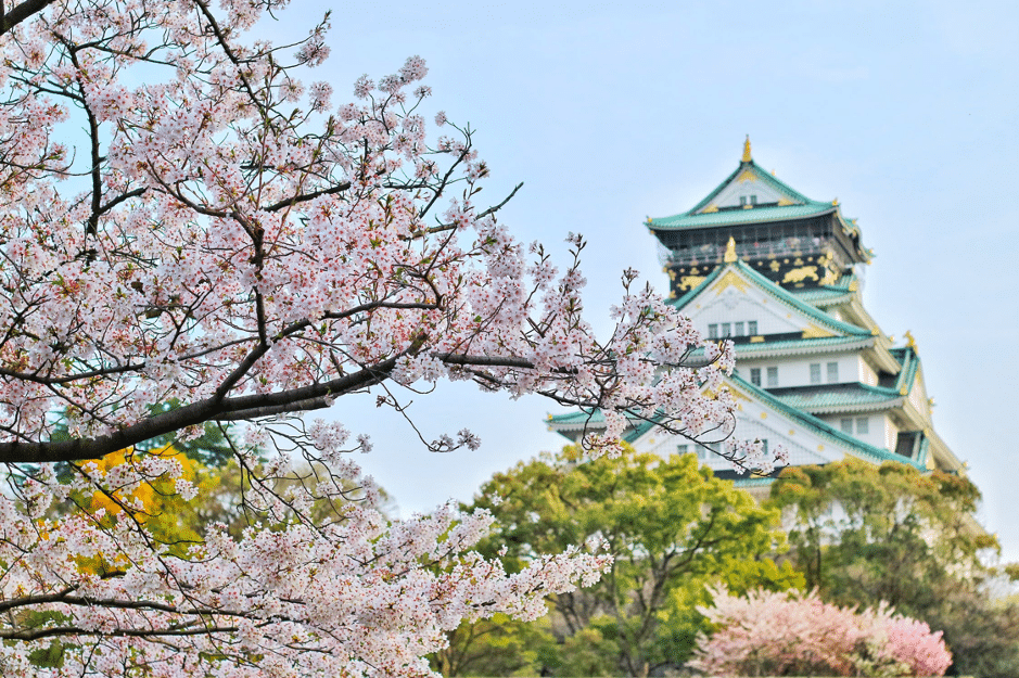 Cherry blossoms in front of a temple. One of the family-friendly places in Japan.