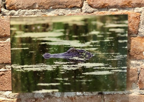 Mpix acrylic print
