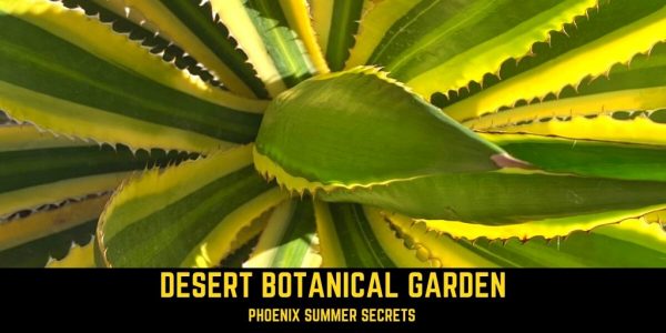 Looking for a place to explore #closetohome in Arizona? #Travel with @southwestliz to @dbgphx, located in Papago Park. Stroll through the 140-acre #botanicalgarden to uncover hidden secrets on 5 themed trails.