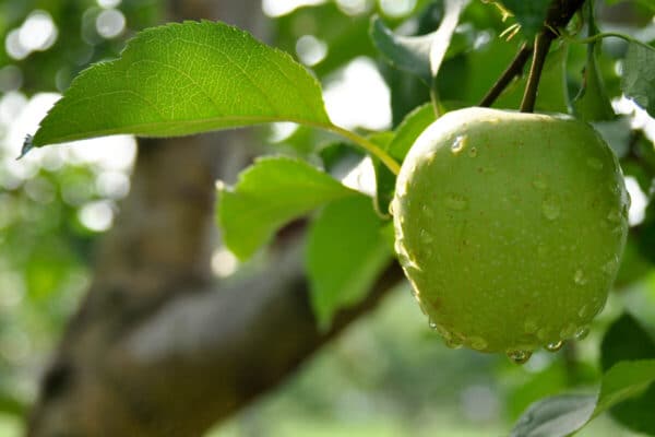 hard apple cider