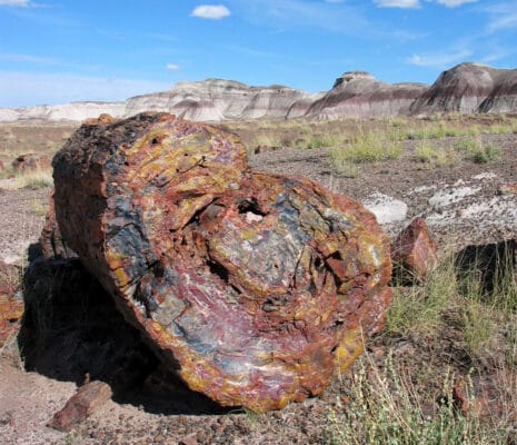 Petrified Forest Log