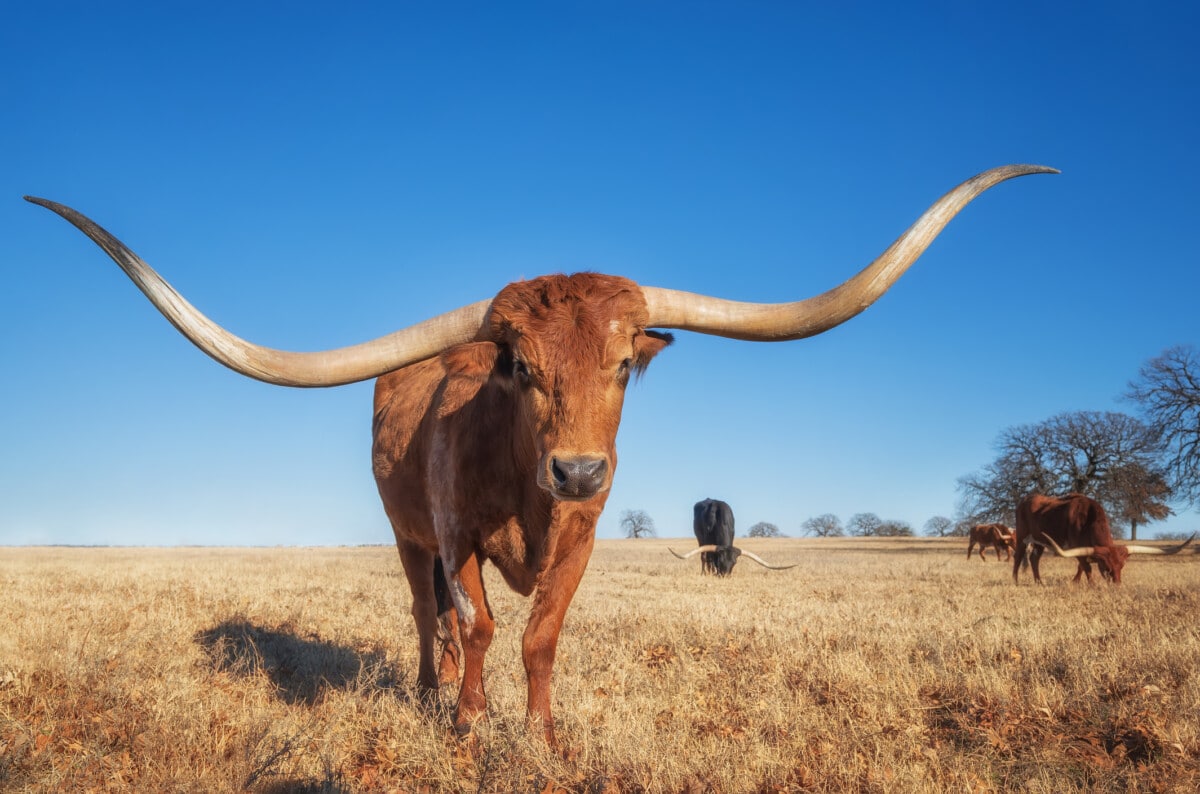 ranch experience
