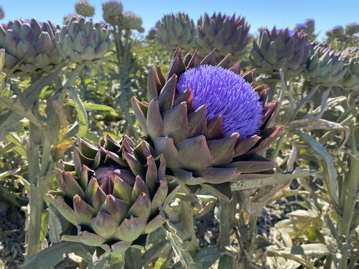 Artichoke Flower