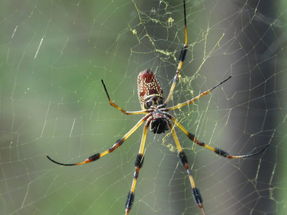 Banana Spider