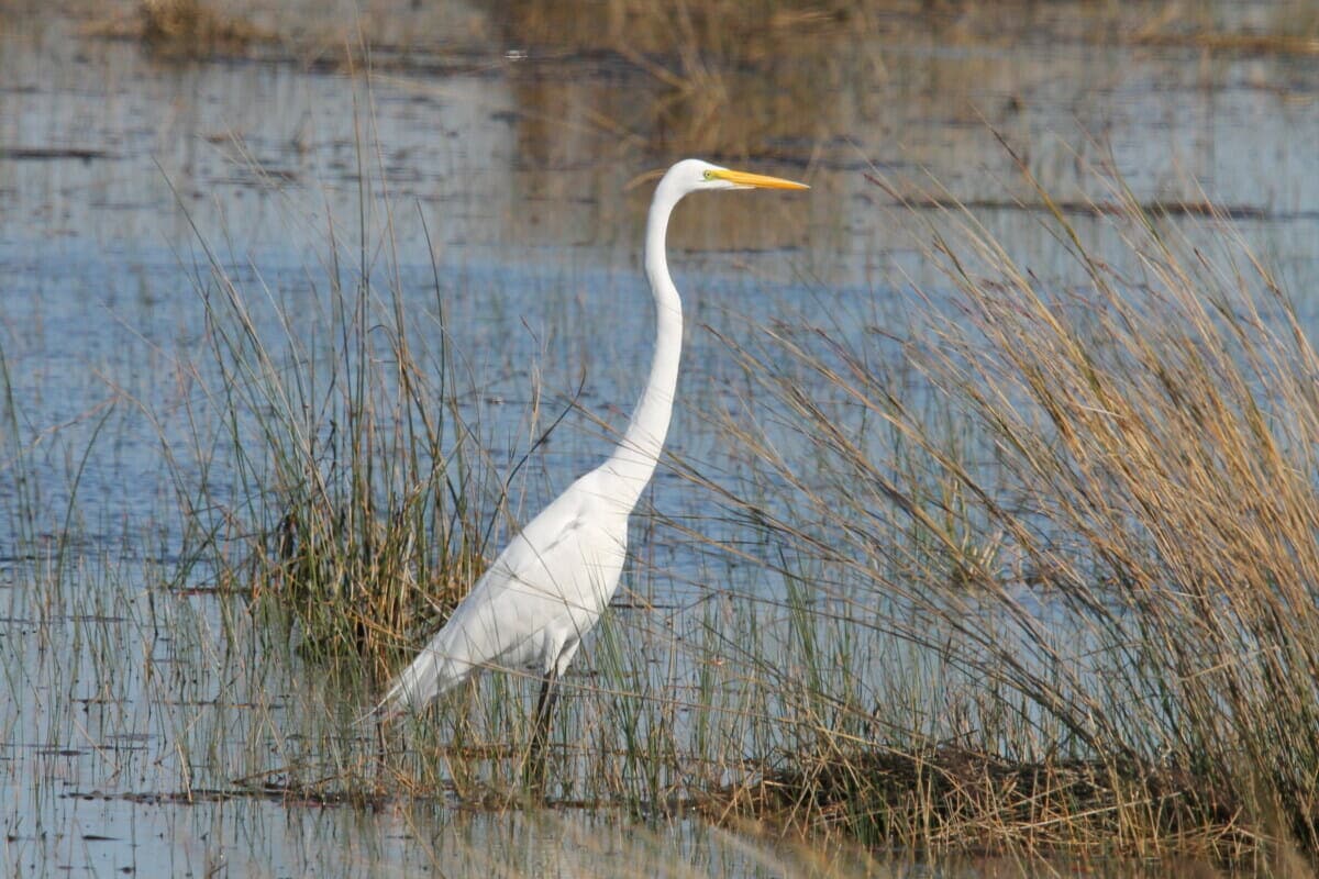 St. Marks National Wildlife Refuge