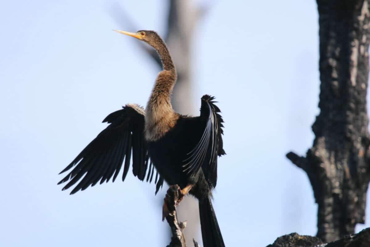 St. Marks National Wildlife Refuge