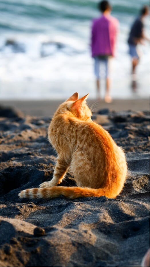 travel with your pets