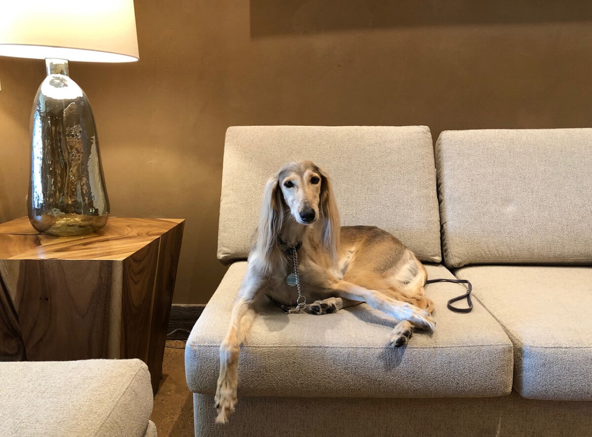 Chloe Lounging in the Chill Room at the Hotel Chaco ©Cori Solomon