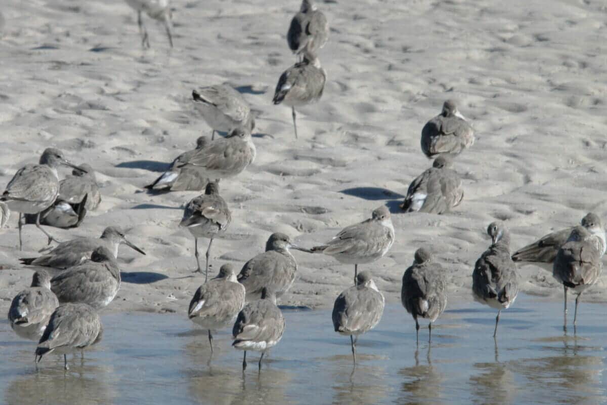 St. Marks National Wildlife Refuge