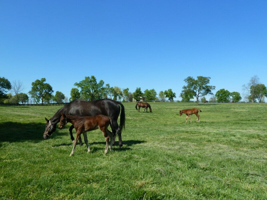 Lexington Kentucky USA