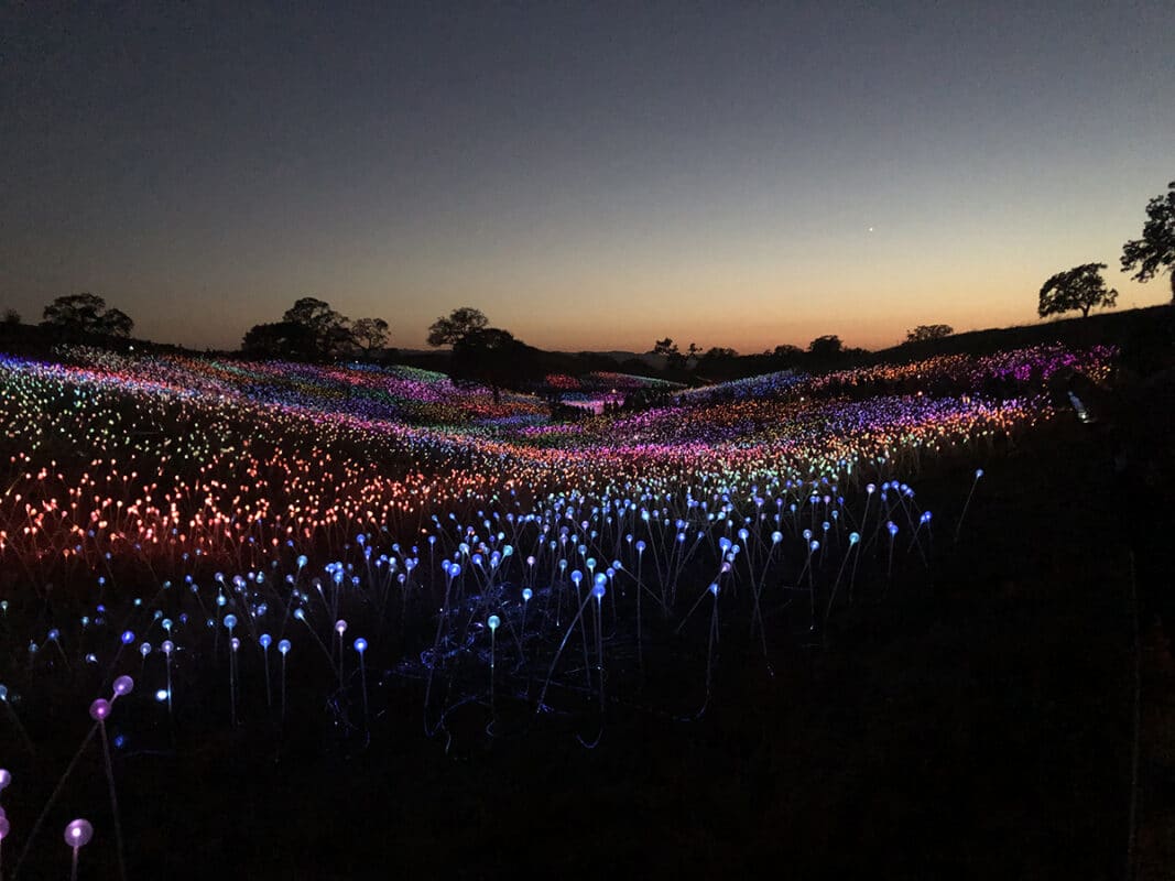 Sensorio Field of Lights @Cori Solomon
