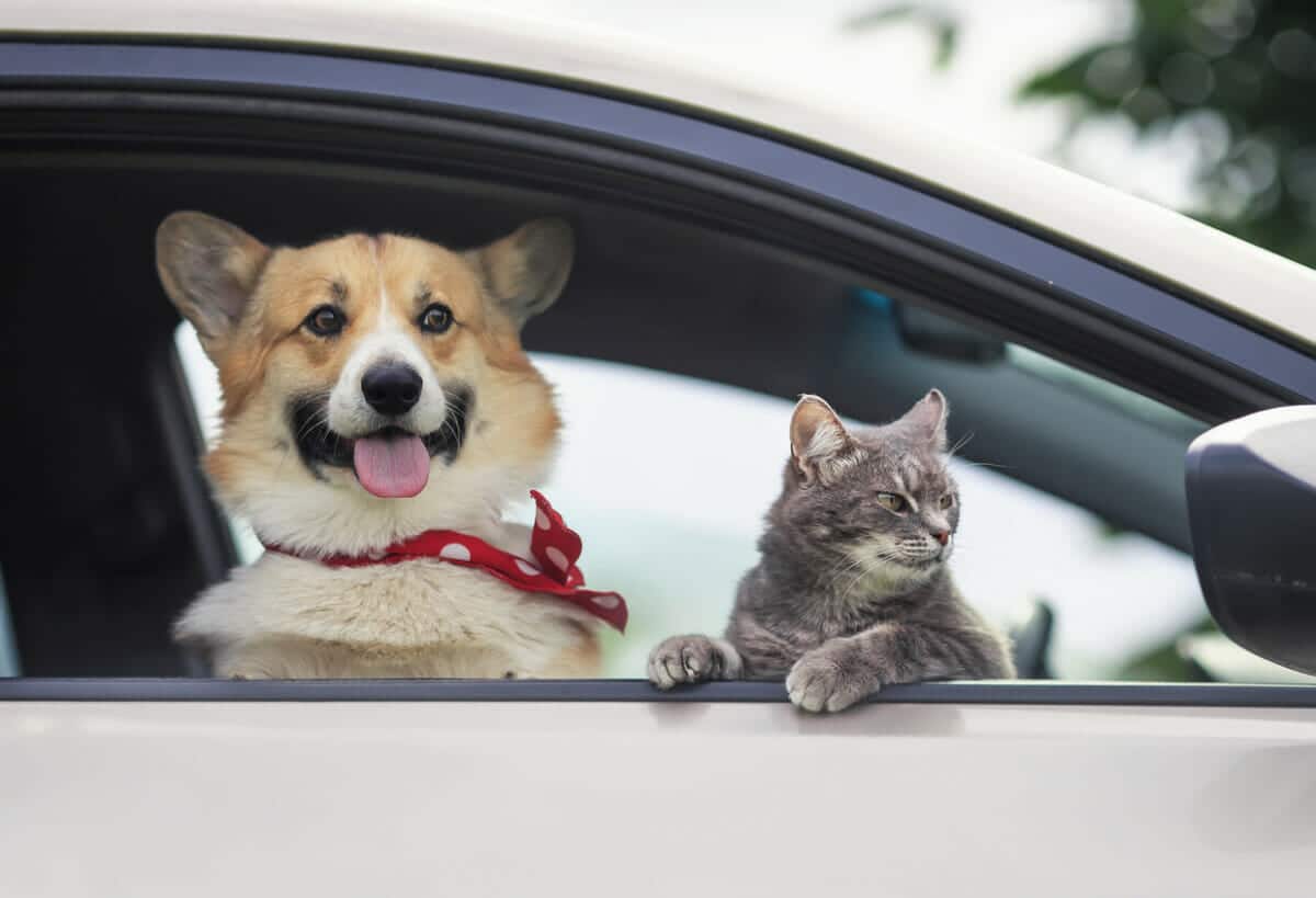 travel with your pets