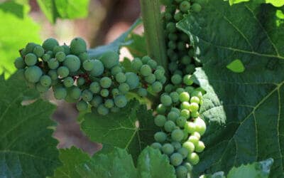 Wine Tasting Day Trip to Dundee, Oregon