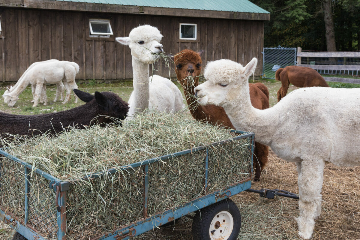 Alpaca farm
