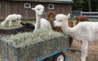 Visit an Alpaca Farm in Pennsylvania: Pohopoco Creek Alpacas