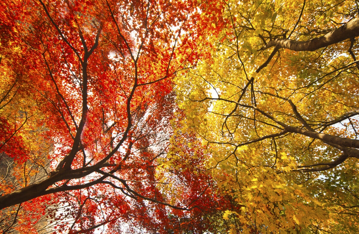 Maple trees in Vermont in the fall
