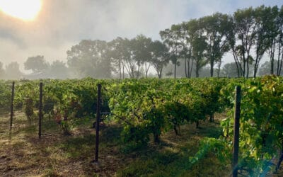 New Mexico Wine: Exploring the Past and Embracing the Future