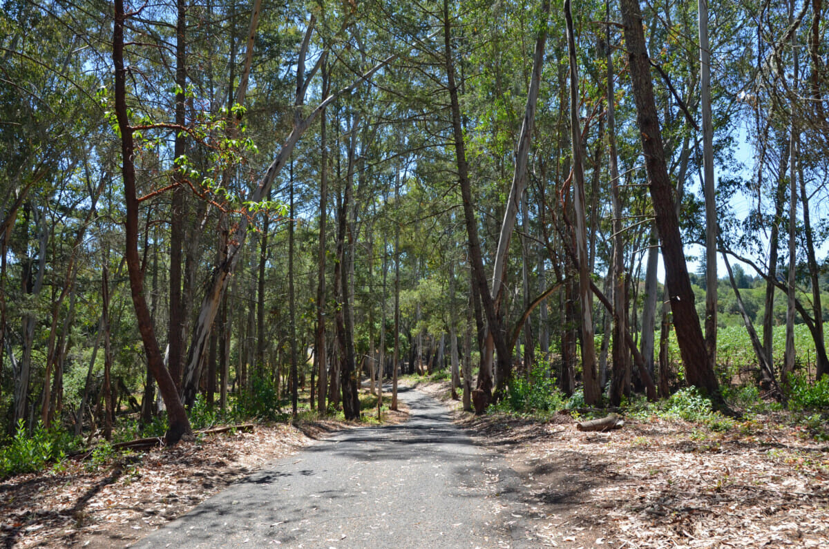 Forest Bathing