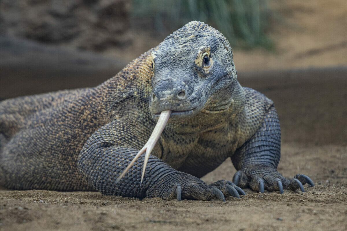 Komodo dragon at San Diego Zoo