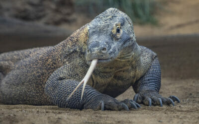 What’s New at the San Diego Zoo