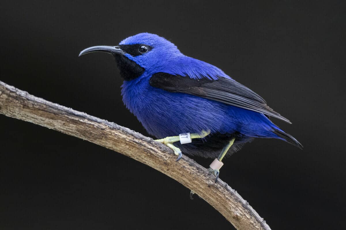 Komodo and hummingbird purple honeycreeper