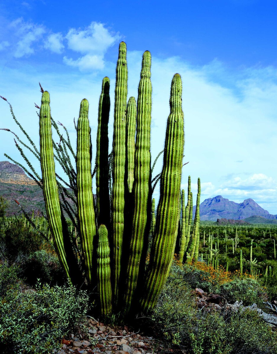 Organ Pipe Cactus - Great Arizona road trips