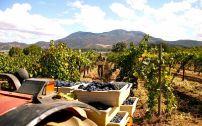 Prima Materia Boutique Winery:  Bringing Italy to California