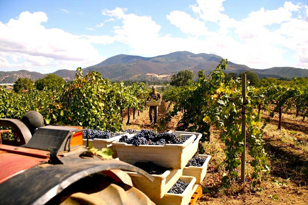 Prima Materia Vineyard © Pietro Buttitta