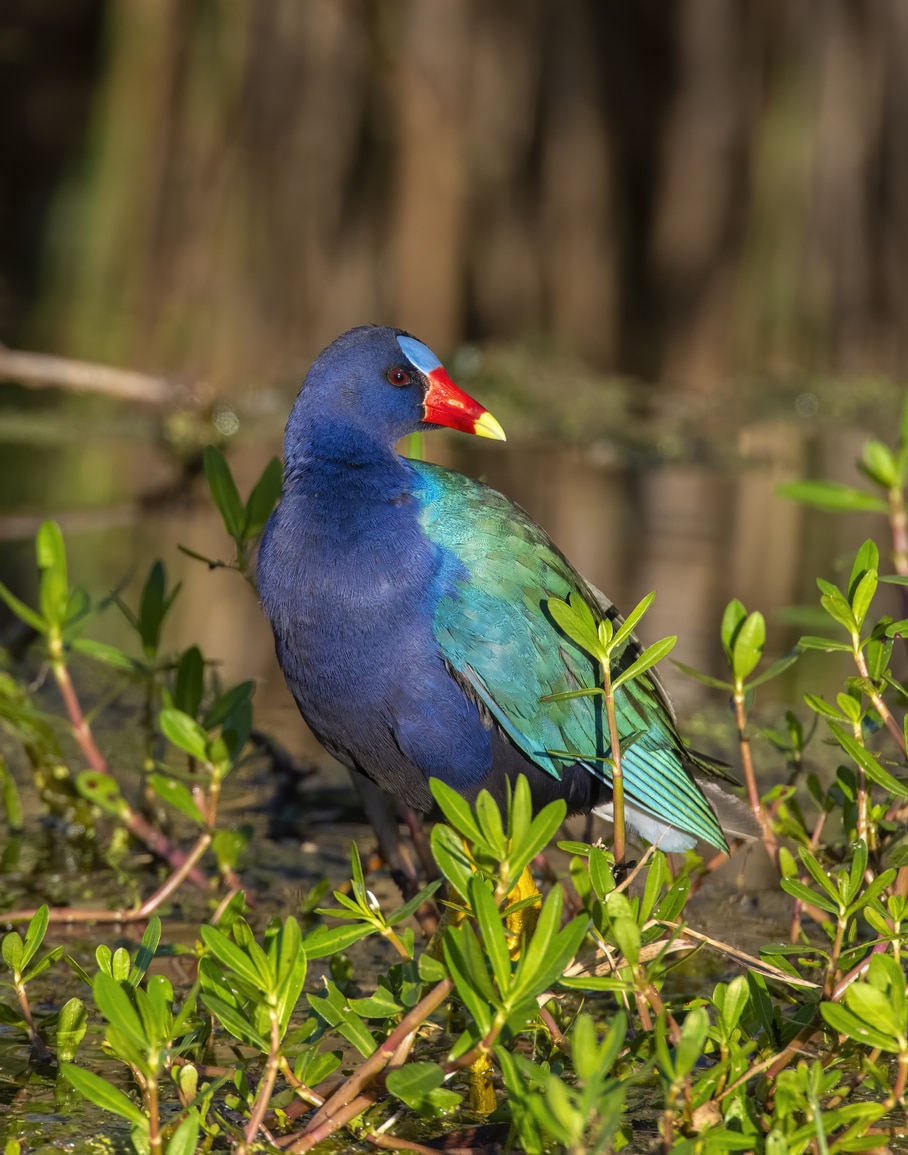 St. Marks Refuge