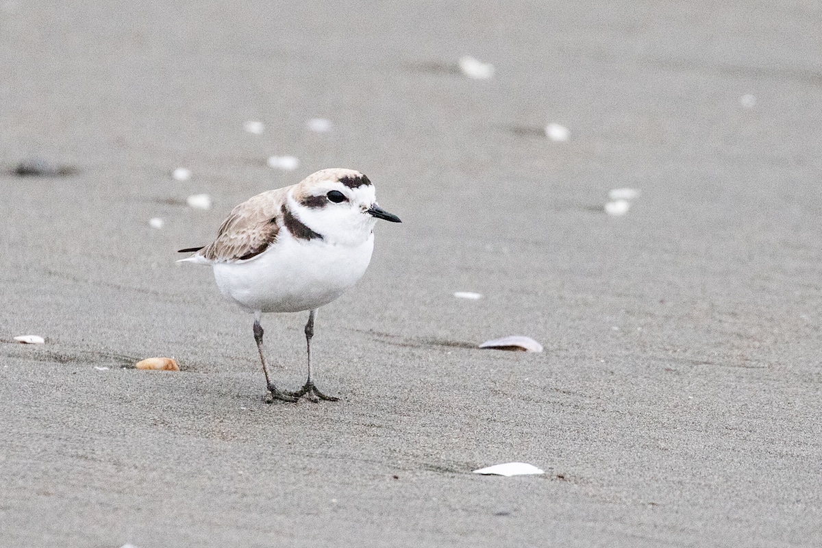 things to do in Half Moon Bay