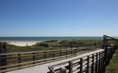 Find the Best Birdwatching in Texas on Mustang Island